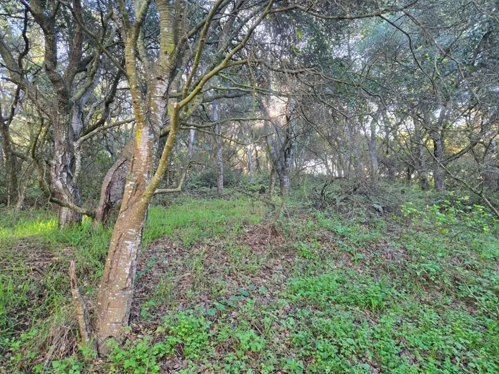 Paradise Road Salinas, CA 93907