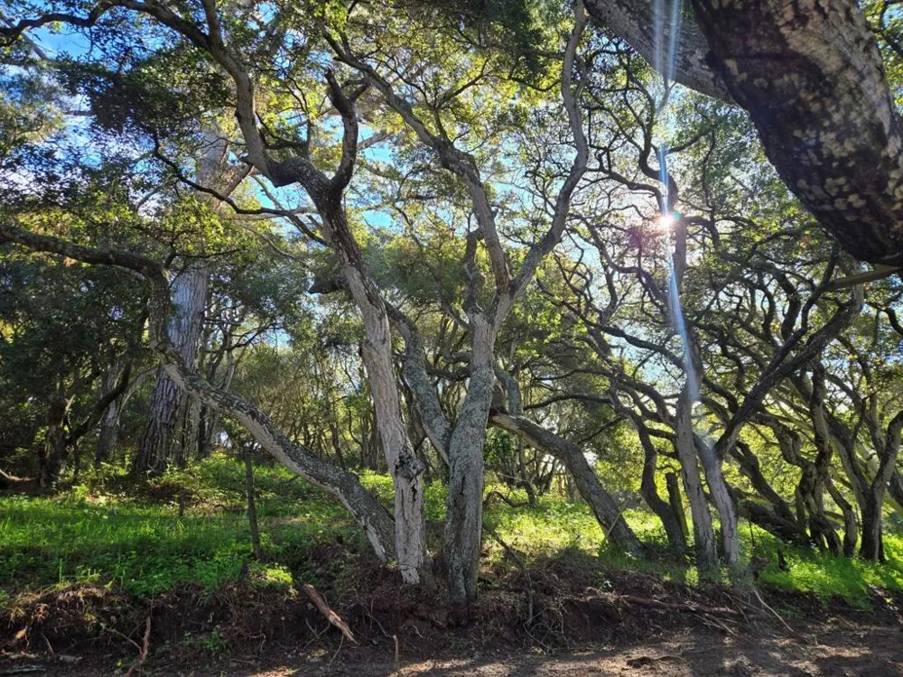 Paradise Road Salinas, CA 93907