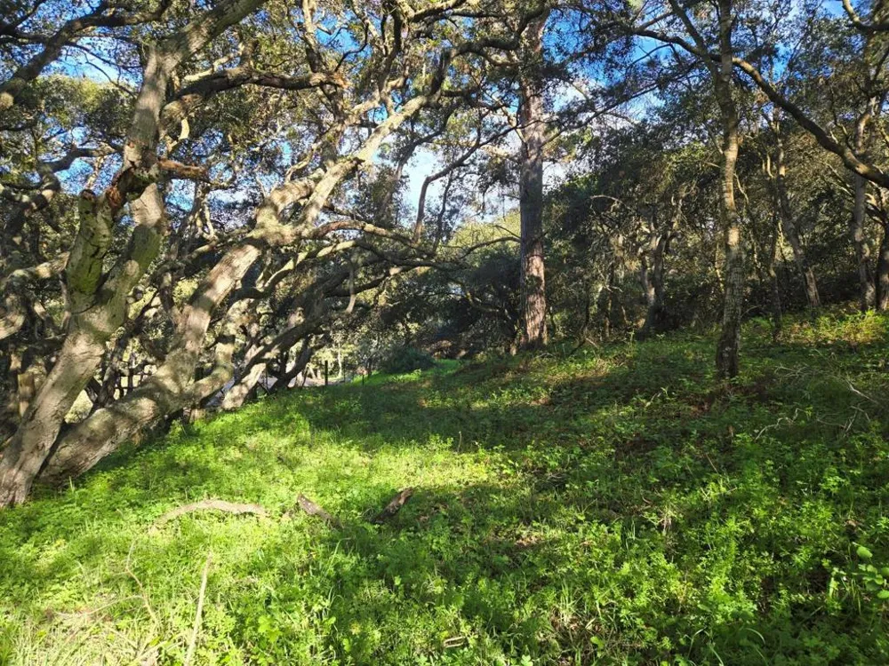 Paradise Road Salinas, CA 93907