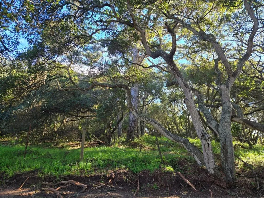 Paradise Road Salinas, CA 93907