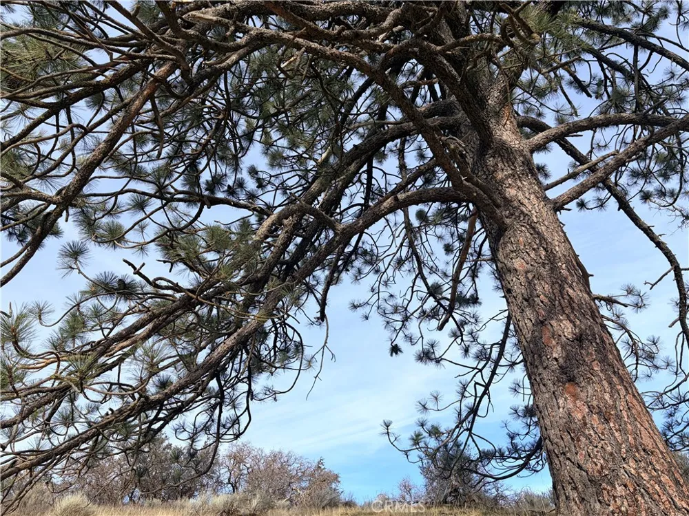 23131 Constance Way Tehachapi, CA 93561