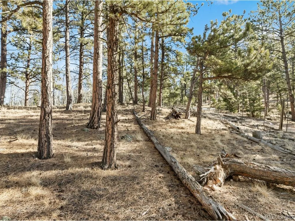 20 Echo Lake Drive Florissant, CO 80827