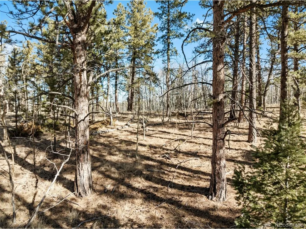 20 Echo Lake Drive Florissant, CO 80827