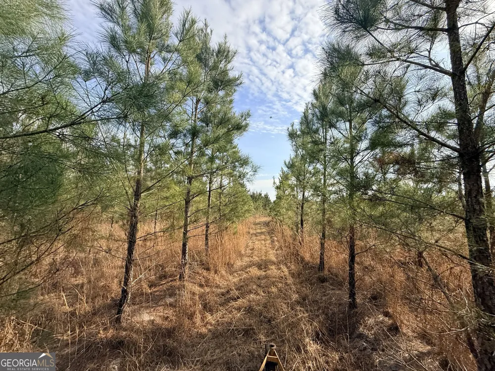 4 Powell School RD Lumber City, GA 31549