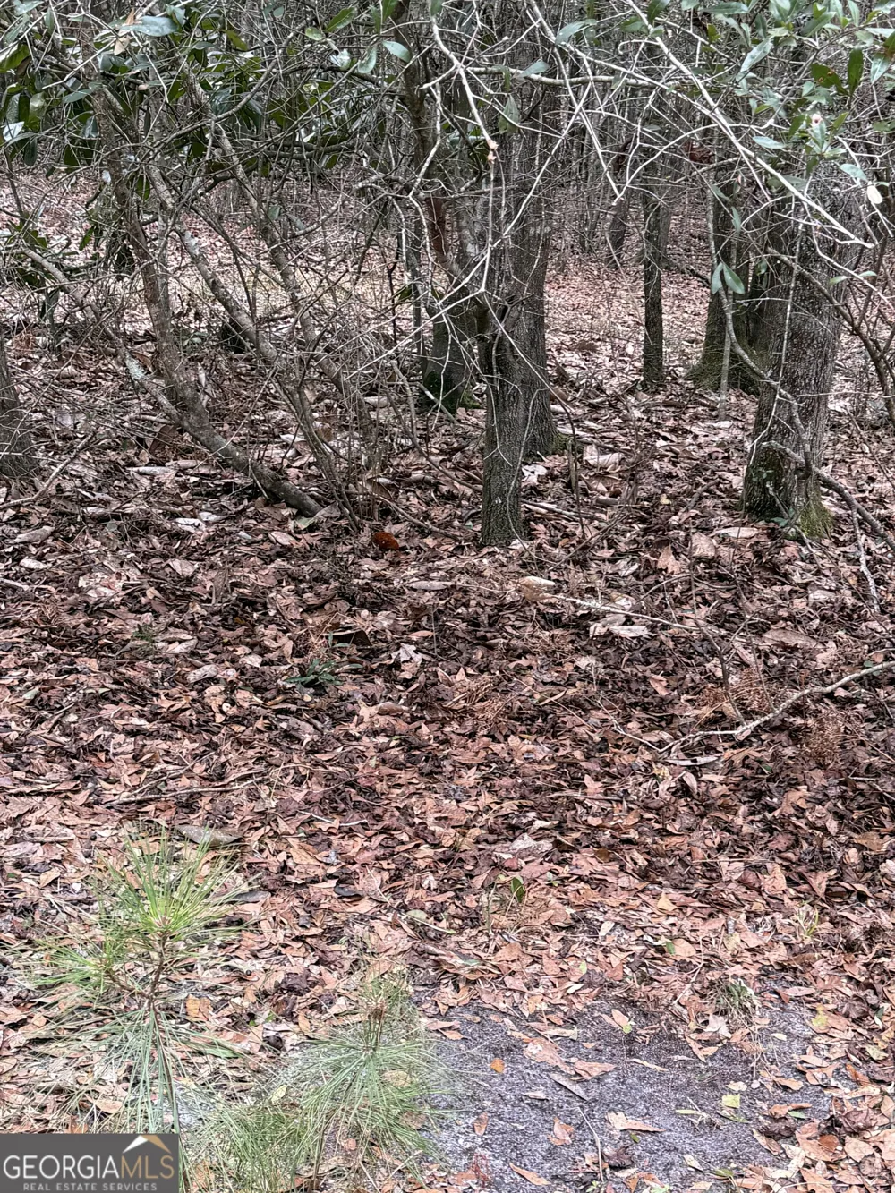 0 Eagle Pond / Old Smithville RD Leesburg, GA 31763
