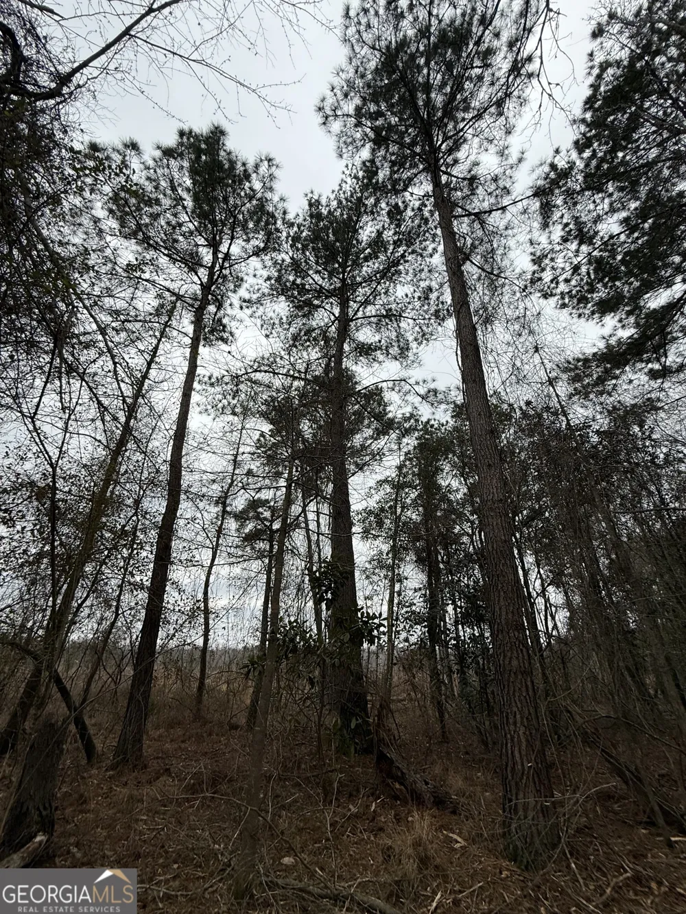 0 Eagle Pond / Old Smithville RD Leesburg, GA 31763