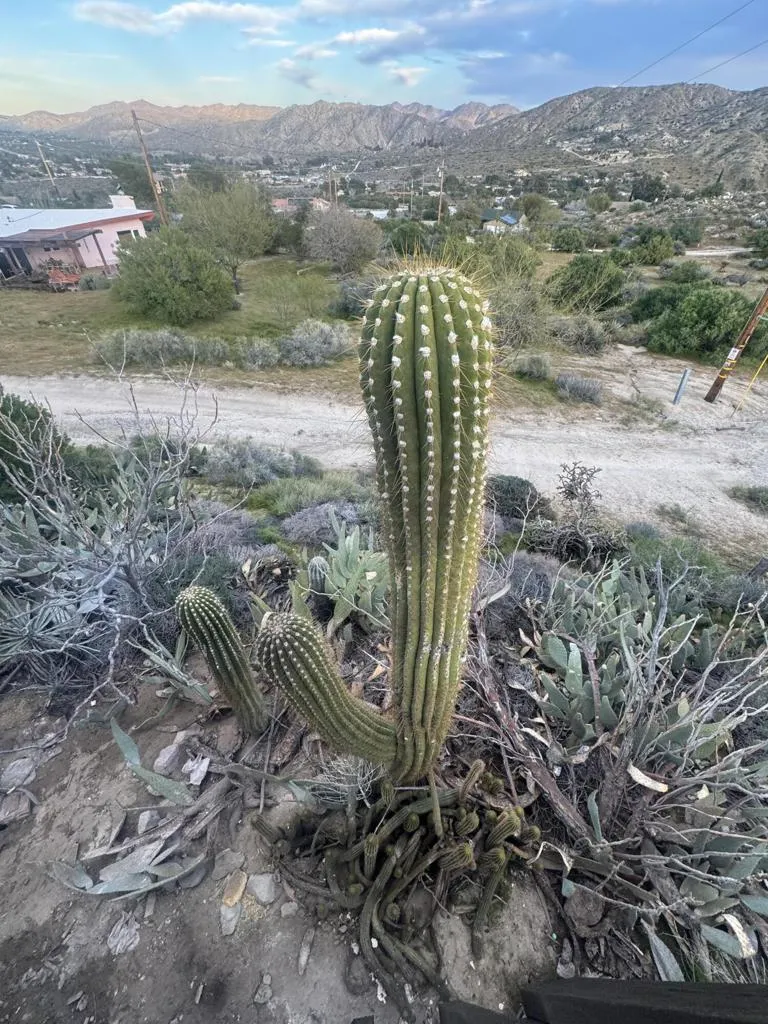 49075 Matzene Drive Morongo Valley, CA 92256