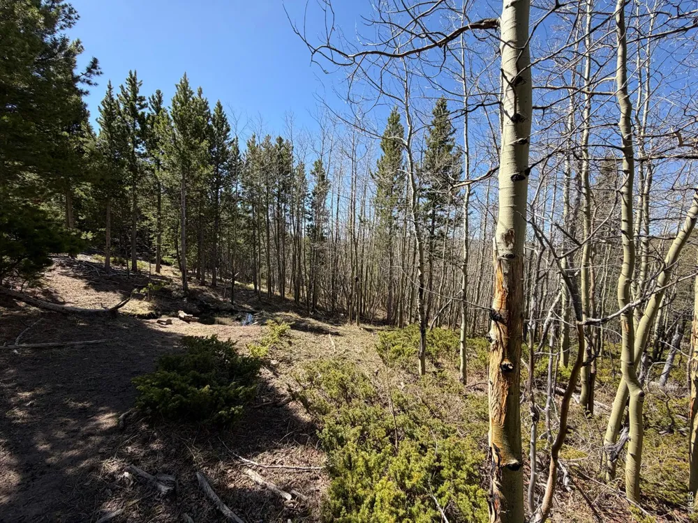0 Bear Gulch Road Red Feather Lakes, CO 80545