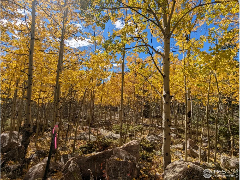 2182 Osage Trail Red Feather Lakes, CO 80545