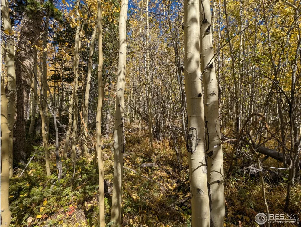 2174 Bear Gulch Road Red Feather Lakes, CO 80545