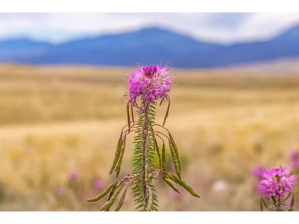 2015 Kit Carson Road Westcliffe, CO 81252