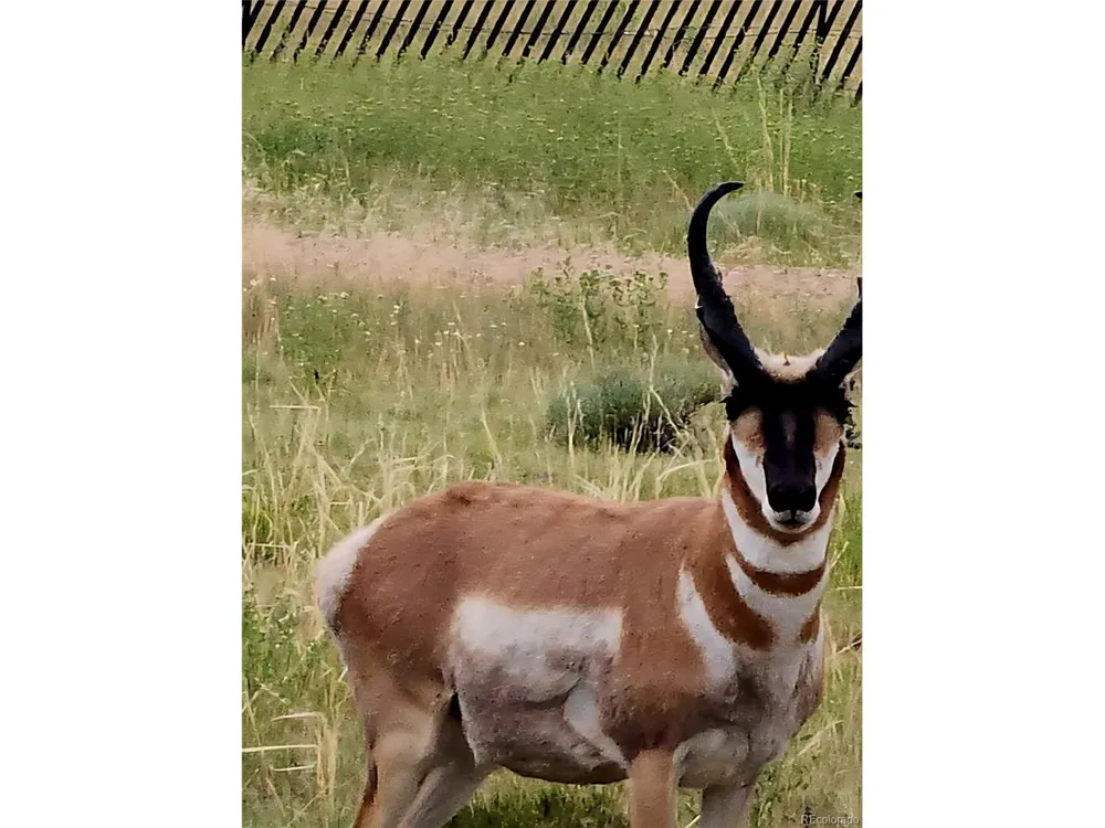 97 River Ridge Ranch Walsenburg, CO 81089