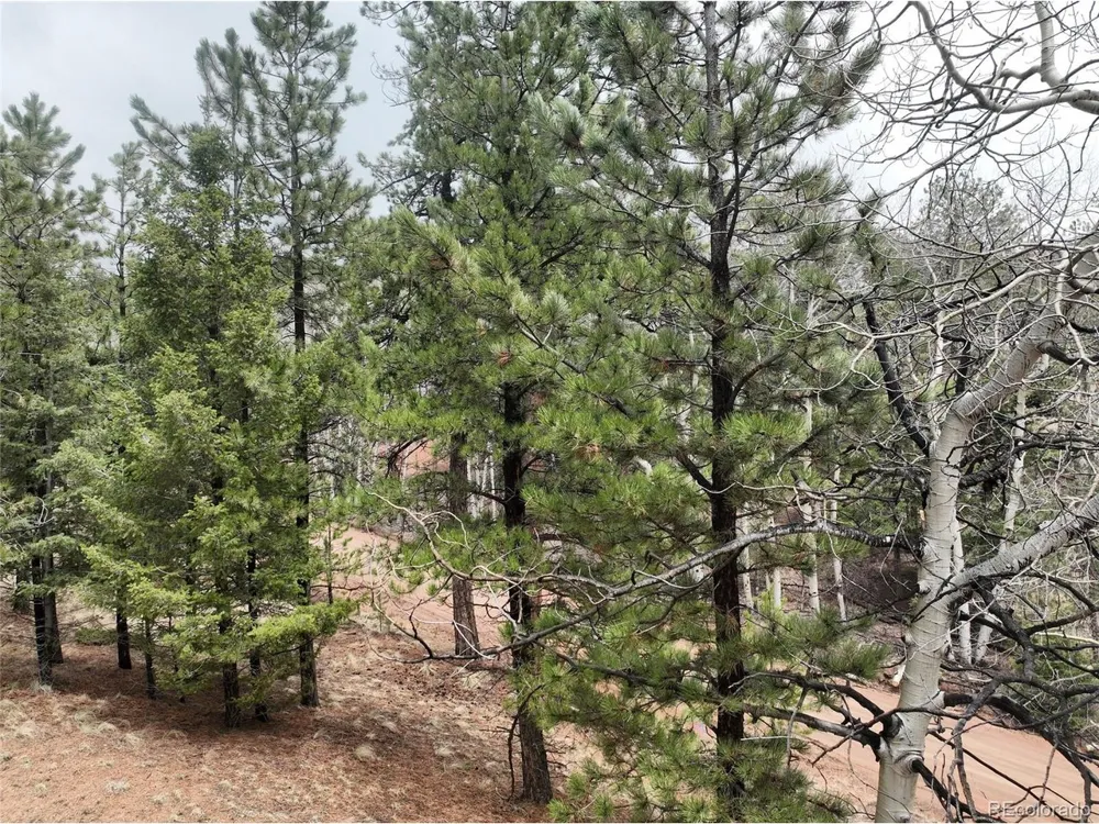 255 Pinon Lane Florissant, CO 80816