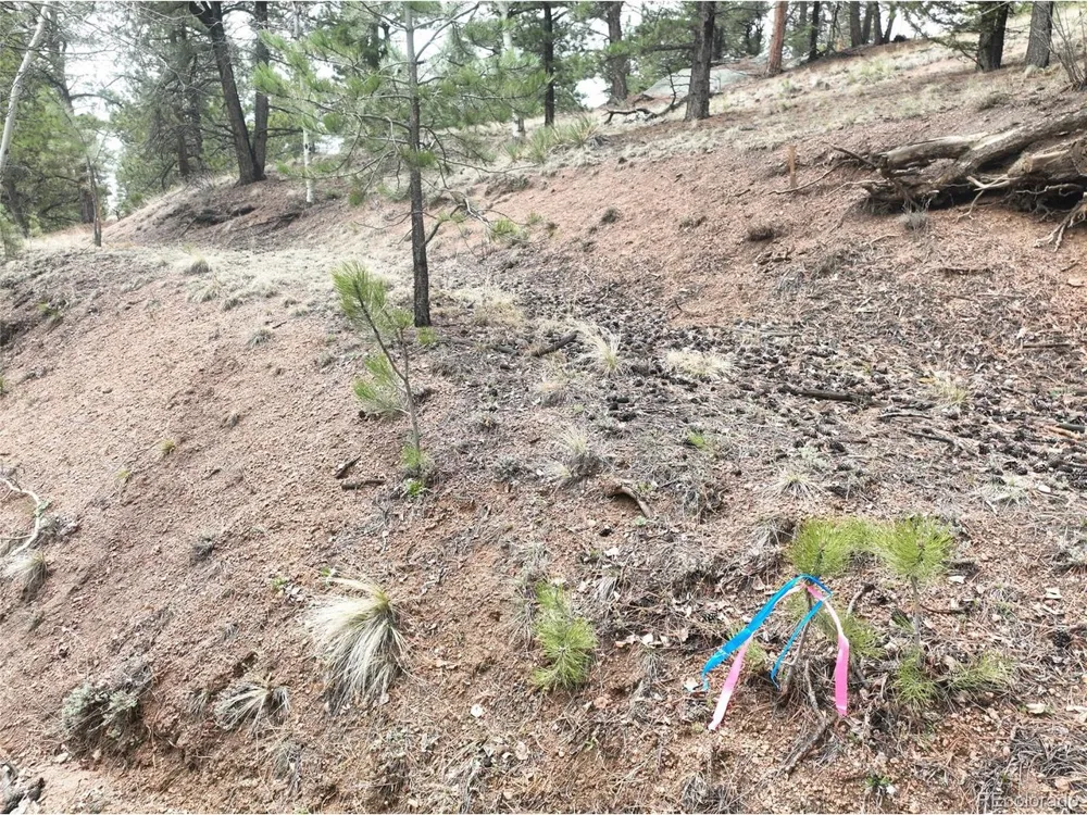 255 Pinon Lane Florissant, CO 80816