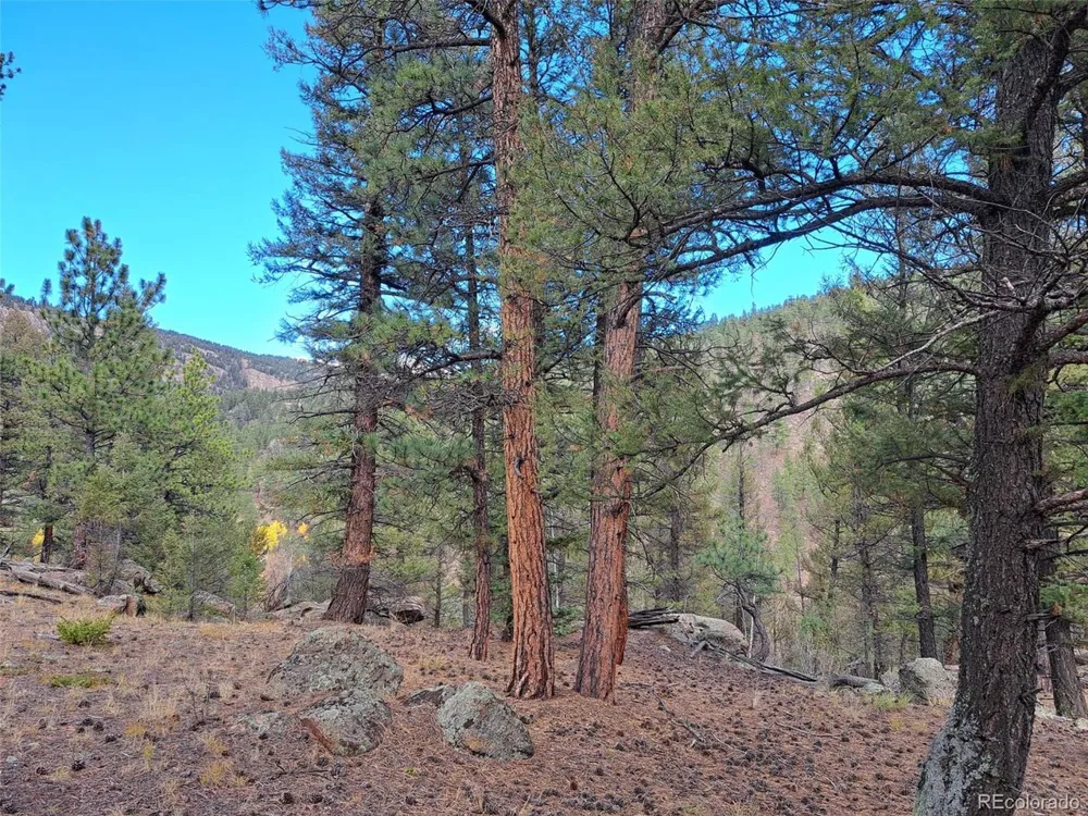 1077 Roland Drive Bailey, CO 80421