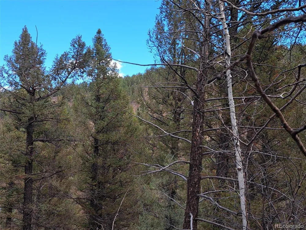 1077 Roland Drive Bailey, CO 80421