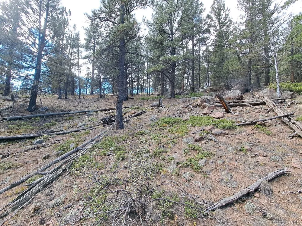 1077 Roland Drive Bailey, CO 80421