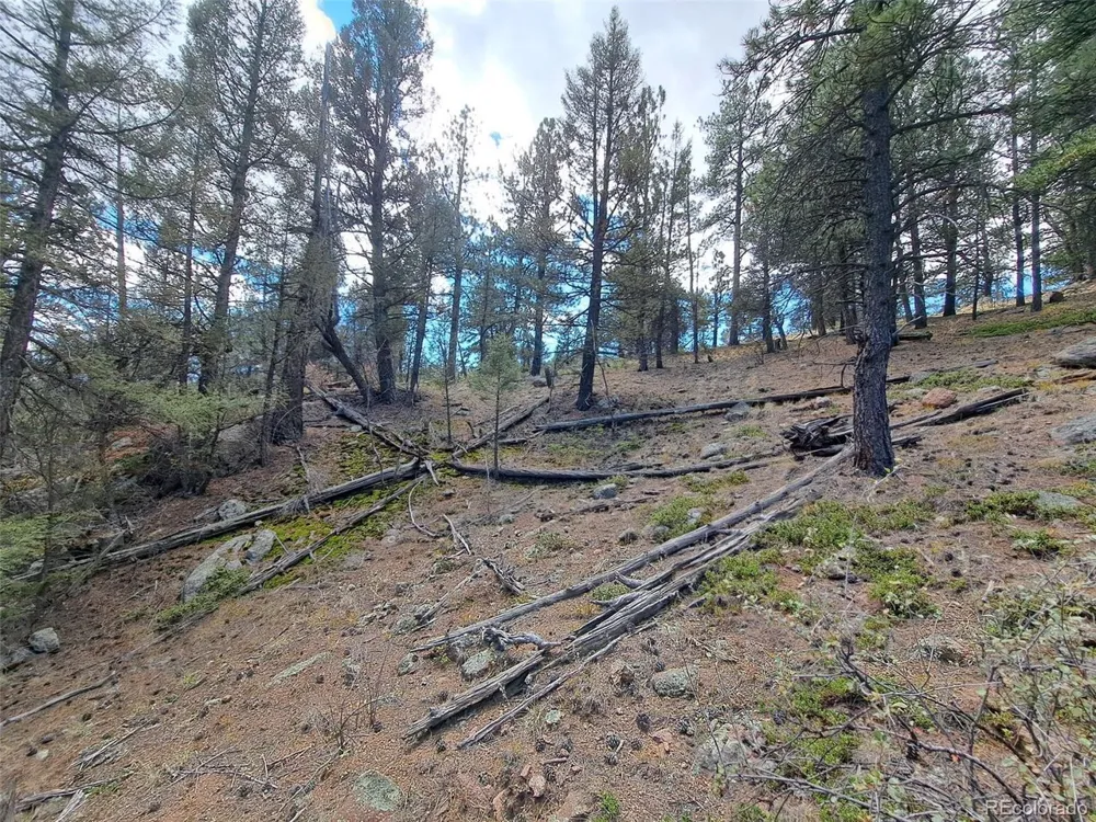 1077 Roland Drive Bailey, CO 80421