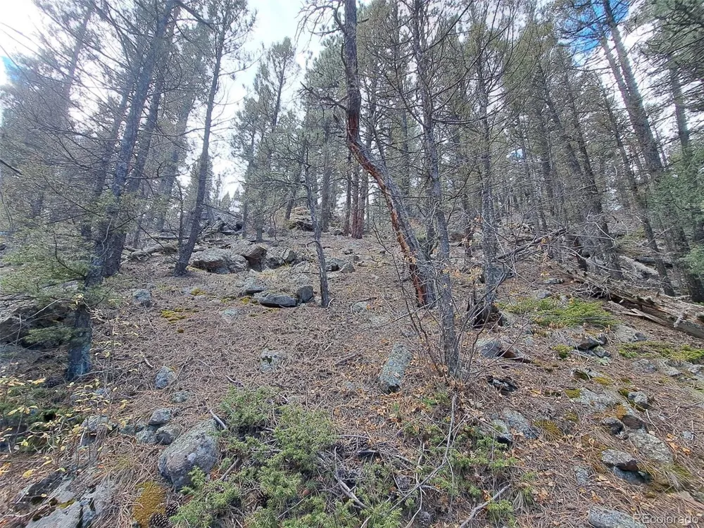 1077 Roland Drive Bailey, CO 80421