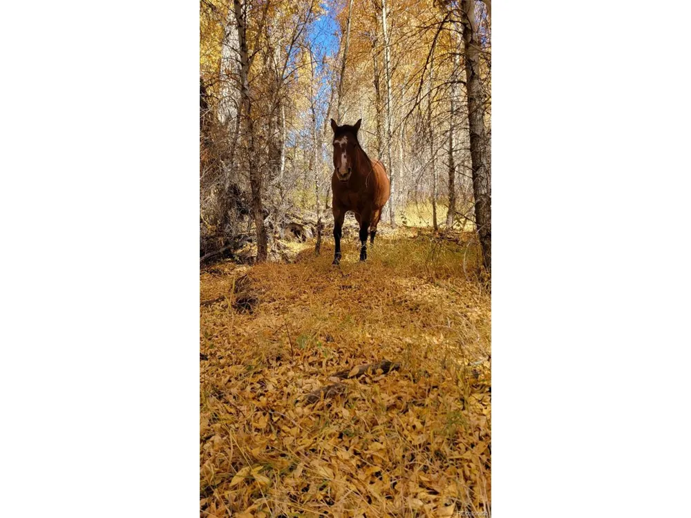 12753 13.5 Antonito, CO 81120
