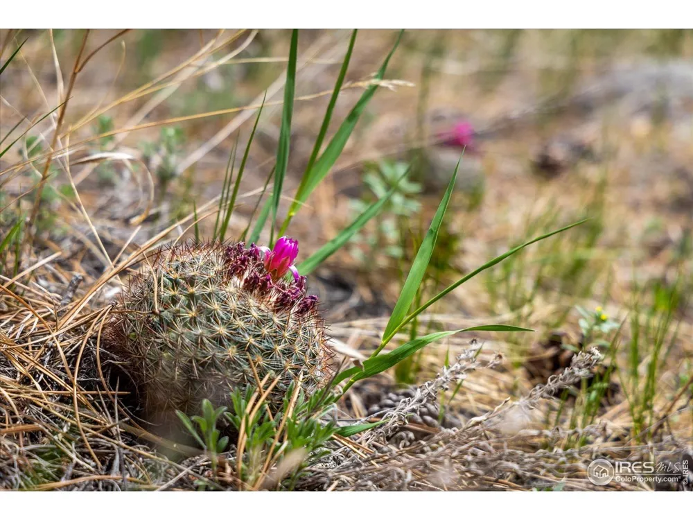 1289 Kiowa Road Lyons, CO 80540
