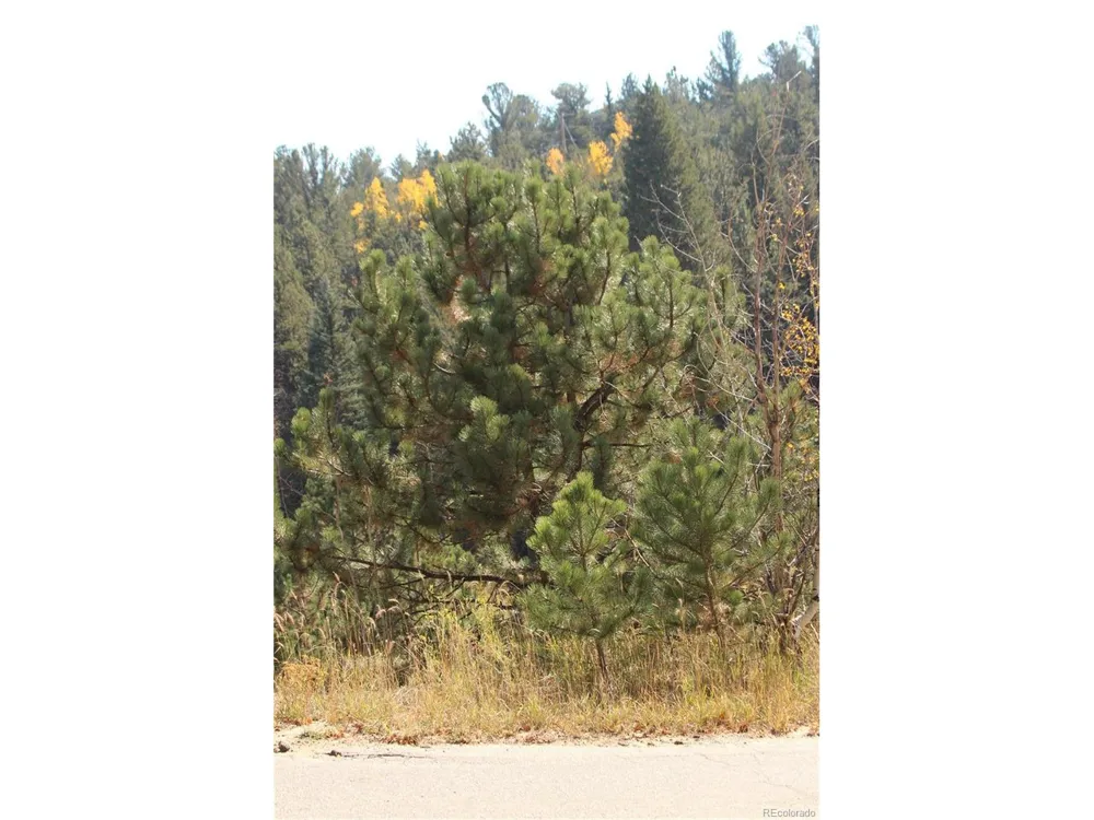2020 Shelton Drive Bailey, CO 80421