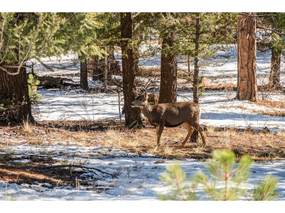 35441 Upper Aspen Lane Pine, CO 80470