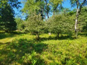 100 W Adams Road Lincoln Township, MI 48622