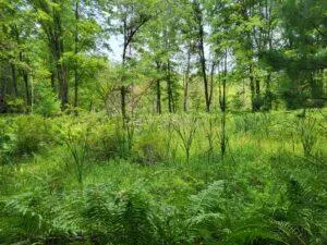 100 W Adams Road Lincoln Township, MI 48622