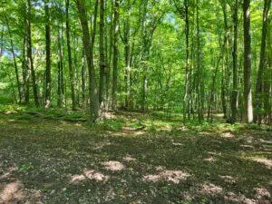 100 W Adams Road Farwell, MI 48622