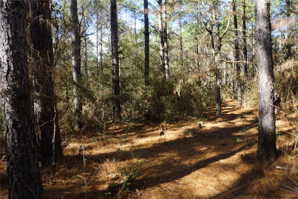 County Road 352 Palestine, TX 75803