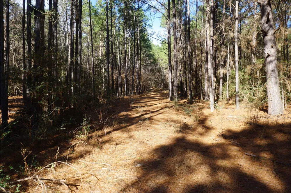 County Road 352 Palestine, TX 75803