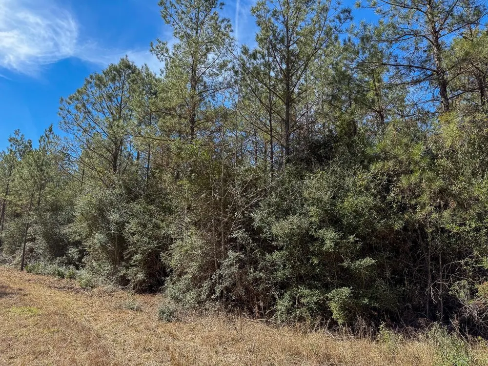 1 Lyons Cemetery Road Moscow, TX 75960