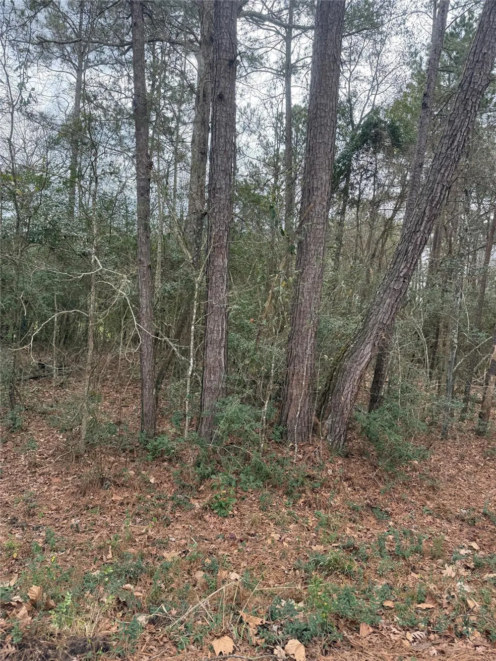Whippoorwill Lane Point Blank, TX 77364