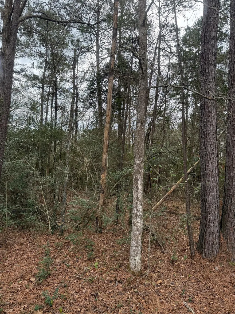 Whippoorwill Lane Point Blank, TX 77364