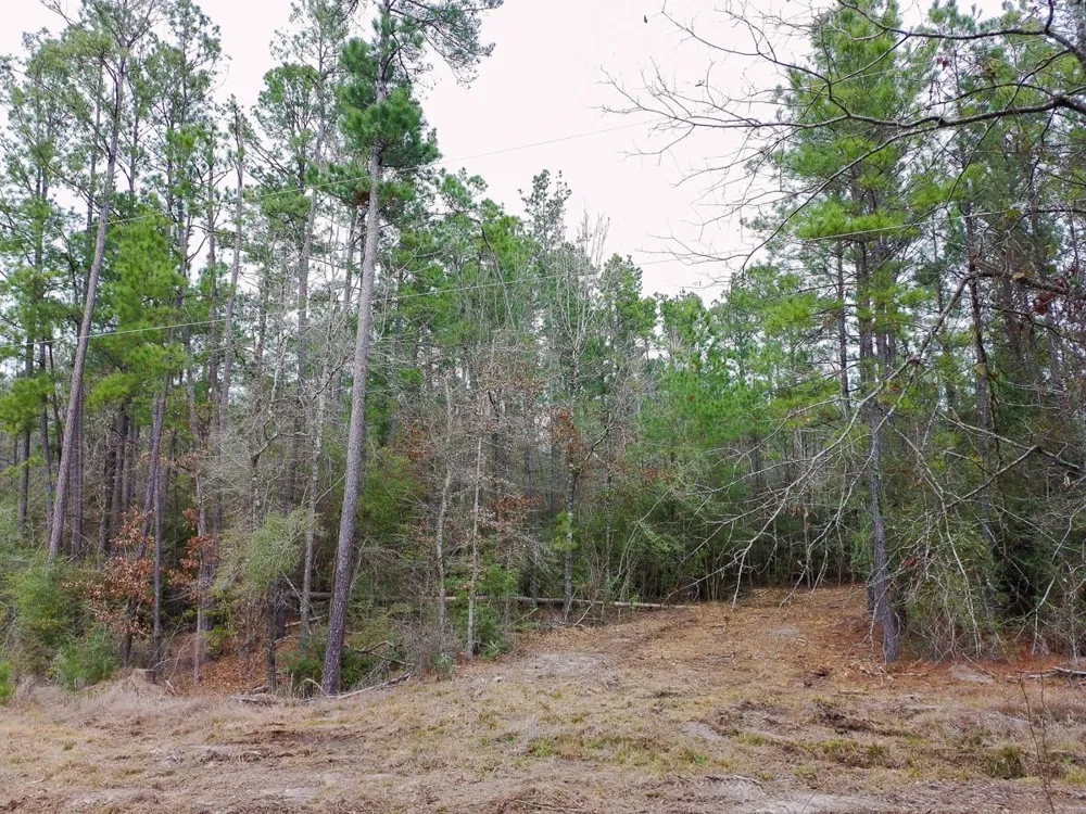 209 Joskey Dykes Road Zavalla, TX 75980