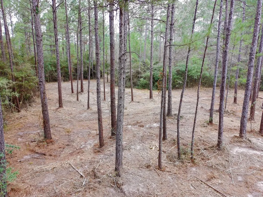 209 Joskey Dykes Road Zavalla, TX 75980