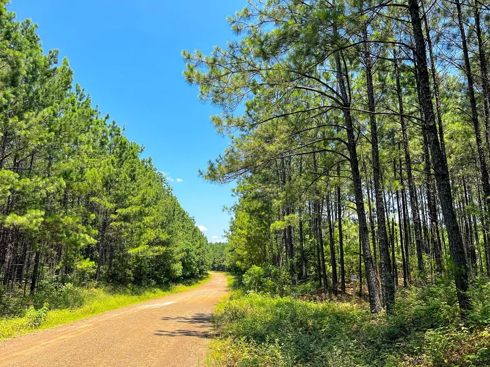 9 Bayou Road Milam, TX 75948