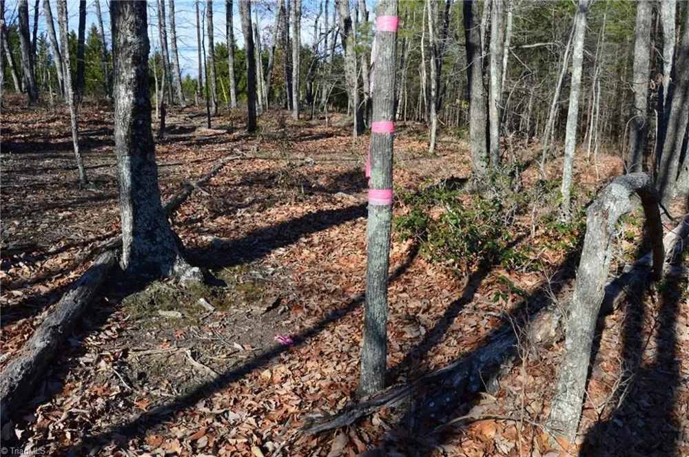 Tract H Hanging Rock Forest Road #H Danbury, NC 27016
