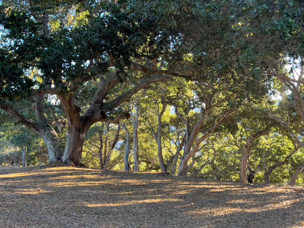 70 Chamisal Carmel, CA 93923