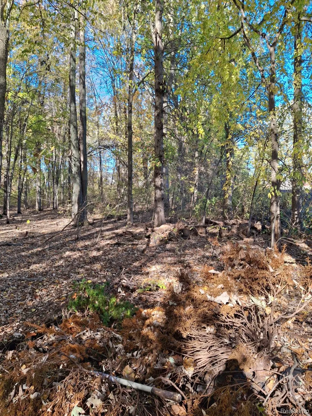 Cotton Road Chesterfield Township, MI 48047