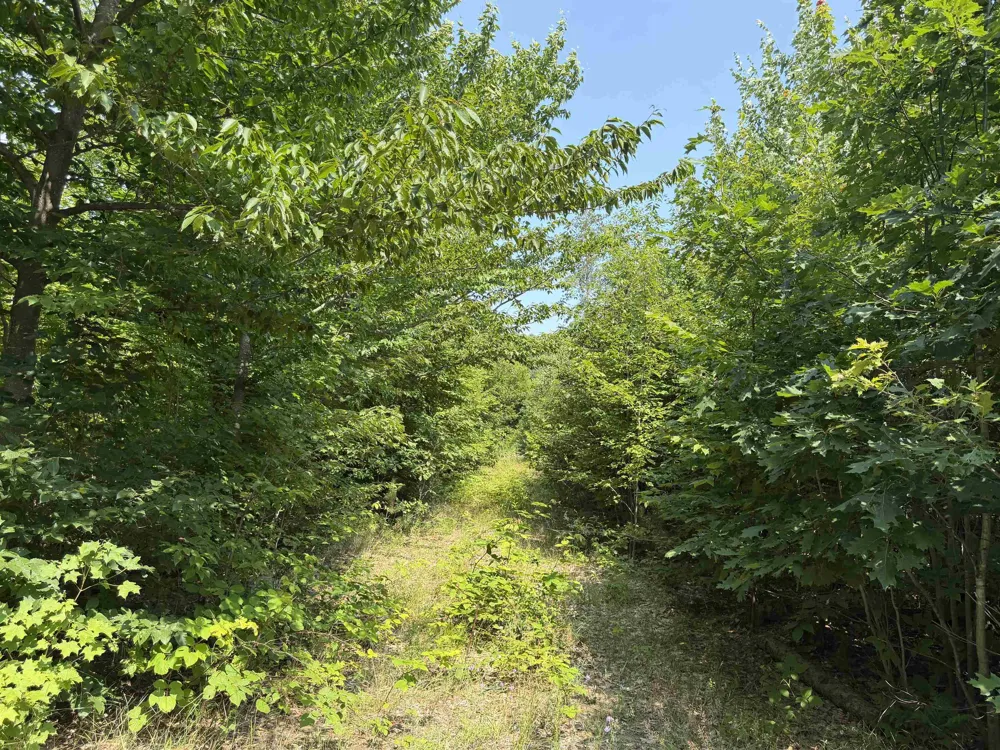 Landis Road Weldon Township, MI 49683