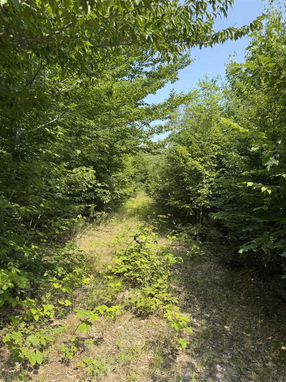 Landis Road Weldon Township, MI 49683