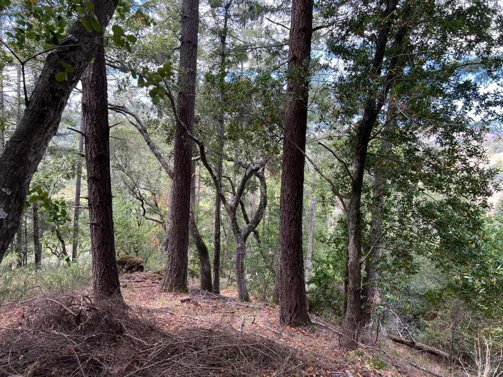 Laurel Avenue Woodacre, CA 94973