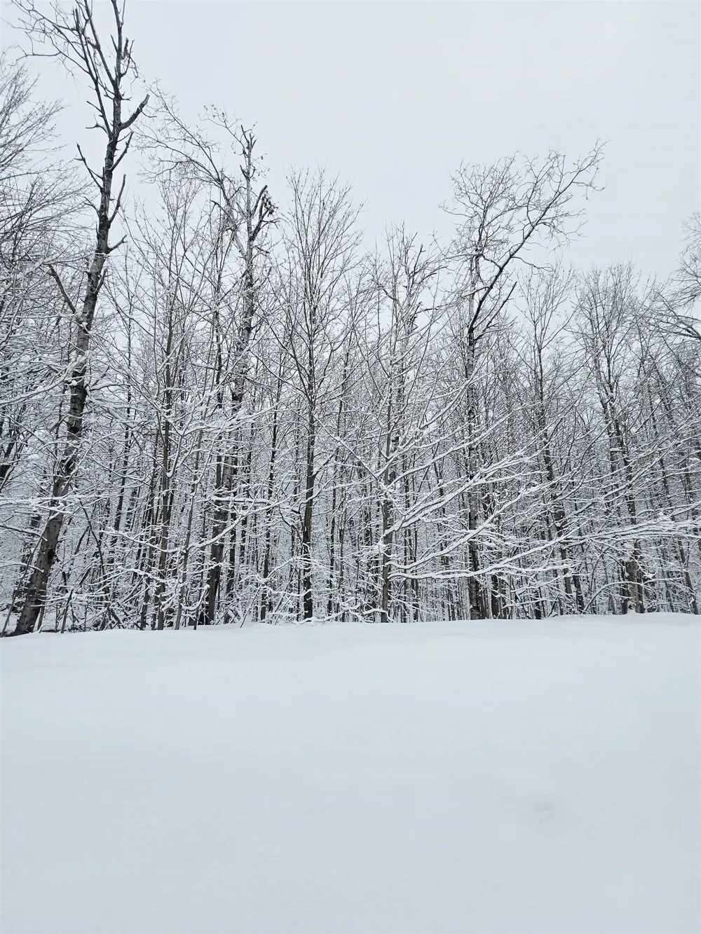 394 Pinedale Drive Star Township, MI 49730