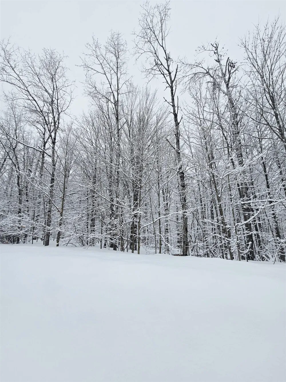 394 Pinedale Drive Star Township, MI 49730