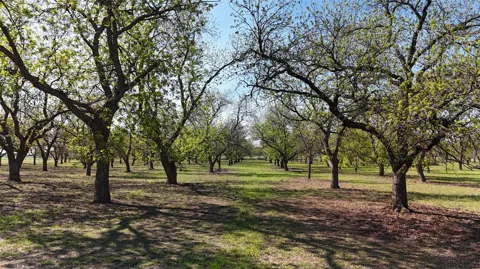 Pecan Lane