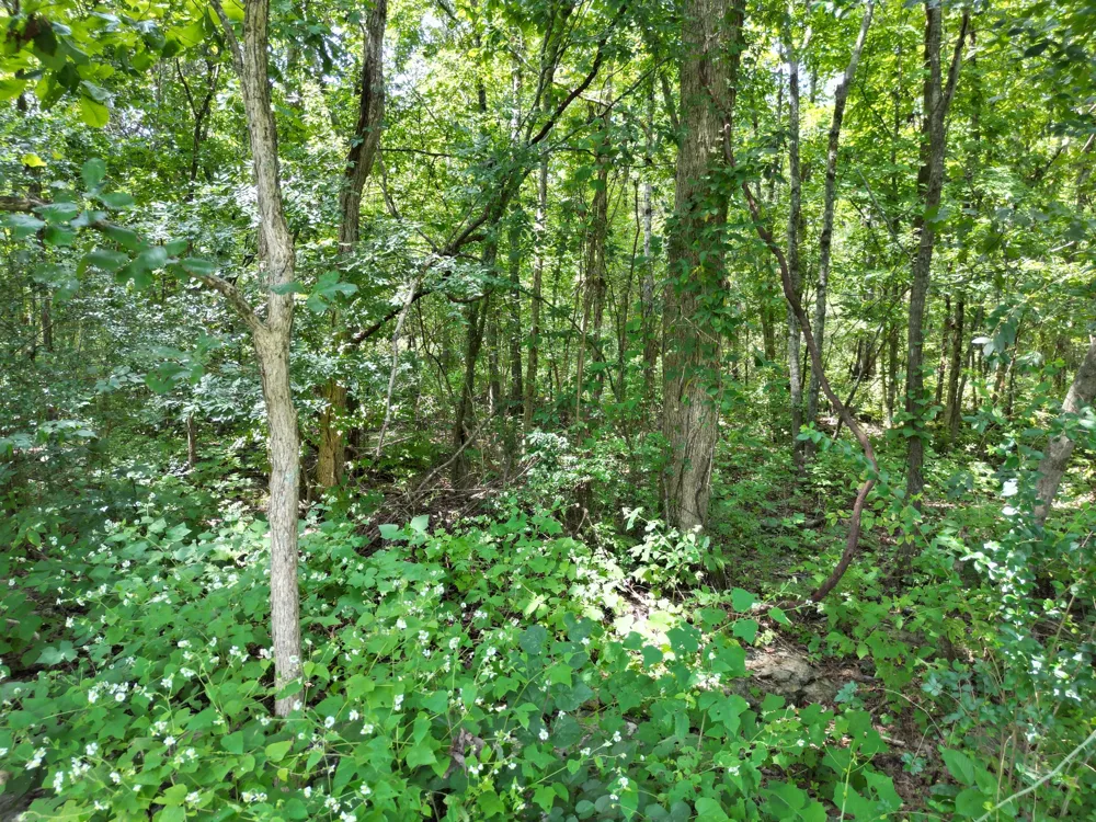 4025 Leanna Rd Murfreesboro, TN 37129
