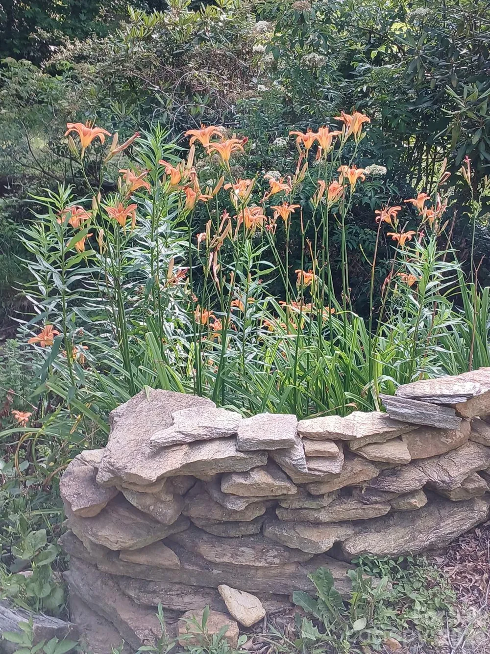 1694 Humpback Mountain Road Spruce Pine, NC 28777