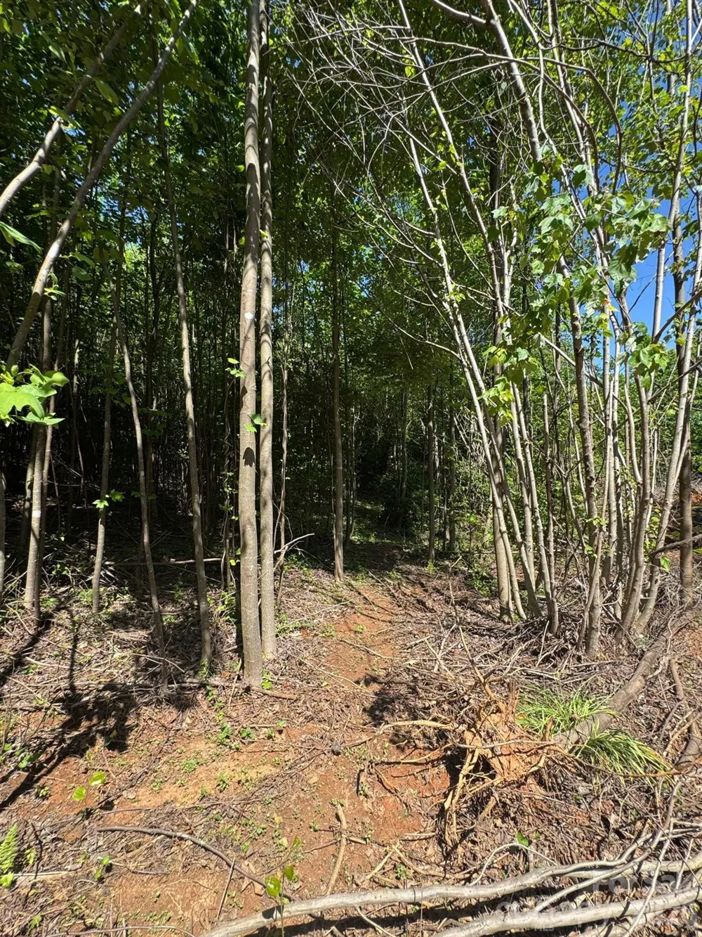 Lot 54 Billings Hill Church Road Traphill, NC 28683